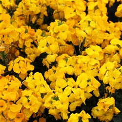Cheiranthus Sugar Rush Yellow