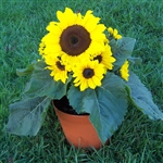 Sunflower Sunny - POT