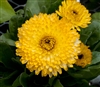 Calendula Costa Lt Yellow(Dwar