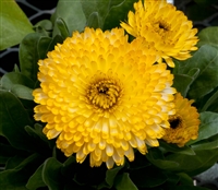 Calendula Costa Lt Yellow(Dwar