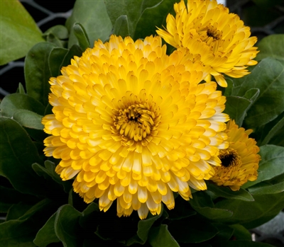 Calendula Costa Lt Yellow(Dwar