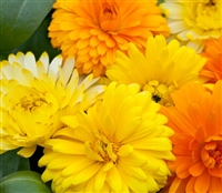 Calendula Costa Mix (Dwarf)