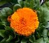 Calendula Costa Orange (Dwarf