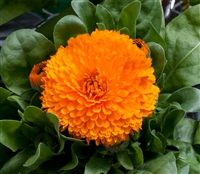 Calendula Costa Orange (Dwarf