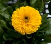 Calendula Costa Yellow (Dwarf