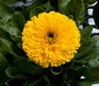 Calendula Costa Yellow (Dwarf