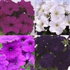 Petunia Mambo Blues Mix GP Pel