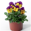 Viola Deltini Yellow Purple