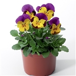 Viola Deltini Yellow Purple_disc