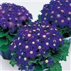 Cineraria Miranda Blue