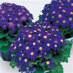 Cineraria Miranda Blue