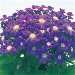 Cineraria Miranda Purple