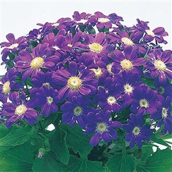 Cineraria Miranda Purple