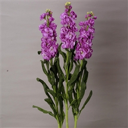 Stocks Iron Lavender