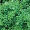 Parsley Laura-Italian Pot