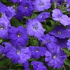 Petunia Lambada True Blue Pell_disc