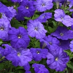 Petunia Lambada True Blue Pell_disc