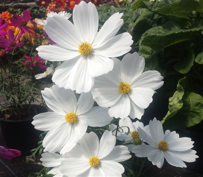 Cosmos Cutesy White