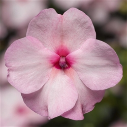 Impatiens Xtreme Bright Eye