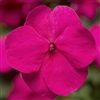 Impatiens Xtreme Bright Rose