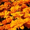 Marigold Alumia Dp Orange