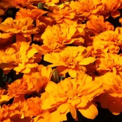 Marigold Alumia Dp Orange