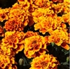 Marigold Alumia Flame