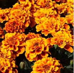 Marigold Alumia Flame