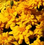 Marigold Alumia Gold