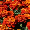 Marigold Alumia Red