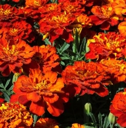 Marigold Alumia Red