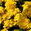 Marigold Alumia Yellow Detailed