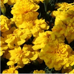 Marigold Alumia Yellow Detailed