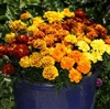 Marigold Alumia Mix