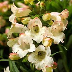 Penstemon Arabesque Applebloss