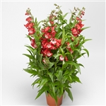 Penstemon Arabesque Red