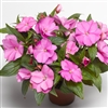 Impatiens Florific Lavender