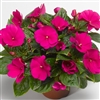 Impatiens Florific Violet