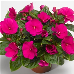 Impatiens Florific Violet
