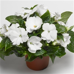 Impatiens Florific White