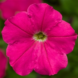 Petunia Damask Rose Pellets