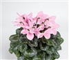 Cyclamen Umbrella Pink