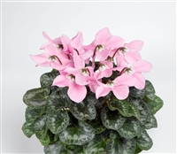 Cyclamen Umbrella Pink