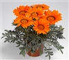 Gazania Kiss Frosty Orange