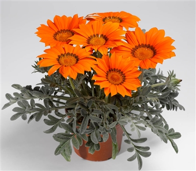 Gazania Kiss Frosty Orange