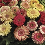 Gerbera Cartwheel Strawberry Twist