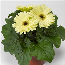 Gerbera Jaguar Lemon Dark Ctr_disc