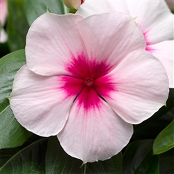 Vinca Cora Cascade Apricot