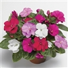 Impatiens Florific Mix