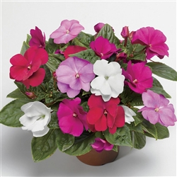 Impatiens Florific Mix